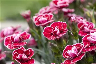 Dianthus caryophyllus Capitán® 'Colón' - Nelke Capitán® 'Colón' Dianthus caryophyllus Capitán® 'Colón' - Nelke Capitán® 'Colón'
