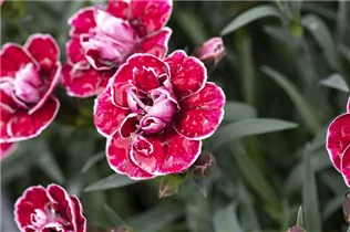Dianthus caryophyllus Capitán® 'Colón' - Nelke Capitán® 'Colón' Dianthus caryophyllus Capitán® 'Colón' - Nelke Capitán® 'Colón'