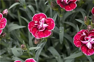Dianthus caryophyllus Capitán® 'Colón' - Nelke Capitán® 'Colón' Dianthus caryophyllus Capitán® 'Colón' - Nelke Capitán® 'Colón'