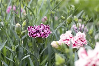 Dianthus caryophyllus 'Capitán'® - Topfnelke 'Capitán'® Dianthus caryophyllus 'Capitán'® - Topfnelke 'Capitán'®