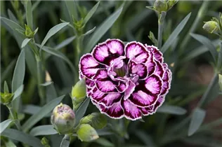 Dianthus caryophyllus 'Capitán'® - Topfnelke 'Capitán'® Dianthus caryophyllus 'Capitán'® - Topfnelke 'Capitán'®