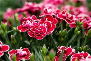 Dianthus caryophyllus Capitán® 'Colón' - Nelke Capitán® 'Colón' Dianthus caryophyllus Capitán® 'Colón' - Nelke Capitán® 'Colón'