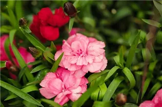 Dianthus caryophyllus 'Carnelia' - Gartennelke 'Carnelia'