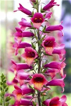 Digiplexis 'Illumination Raspberry' - Fingerhut 'Illumination Raspberry' Digiplexis 'Illumination Raspberry' - Fingerhut 'Illumination Raspberry'