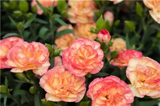Dianthus caryophyllus 'Menorca' - Gartennelke 'Menorca'