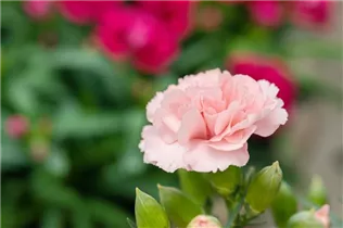 Dianthus caryophyllus 'Menorca' - Gartennelke 'Menorca'