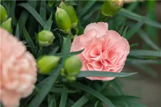 Dianthus caryophyllus 'Menorca' - Gartennelke 'Menorca'