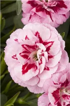 Dianthus caryophyllus 'Oscar'® - Gartennelke 'Oscar'®