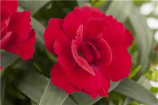 Dianthus caryophyllus 'Oscar'® - Gartennelke 'Oscar'®