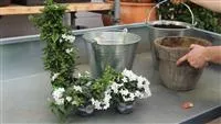 - Sommerjasmin - Einpflanzen in ein Gefäß  - Sommerjasmin - Einpflanzen in ein Gefäß
