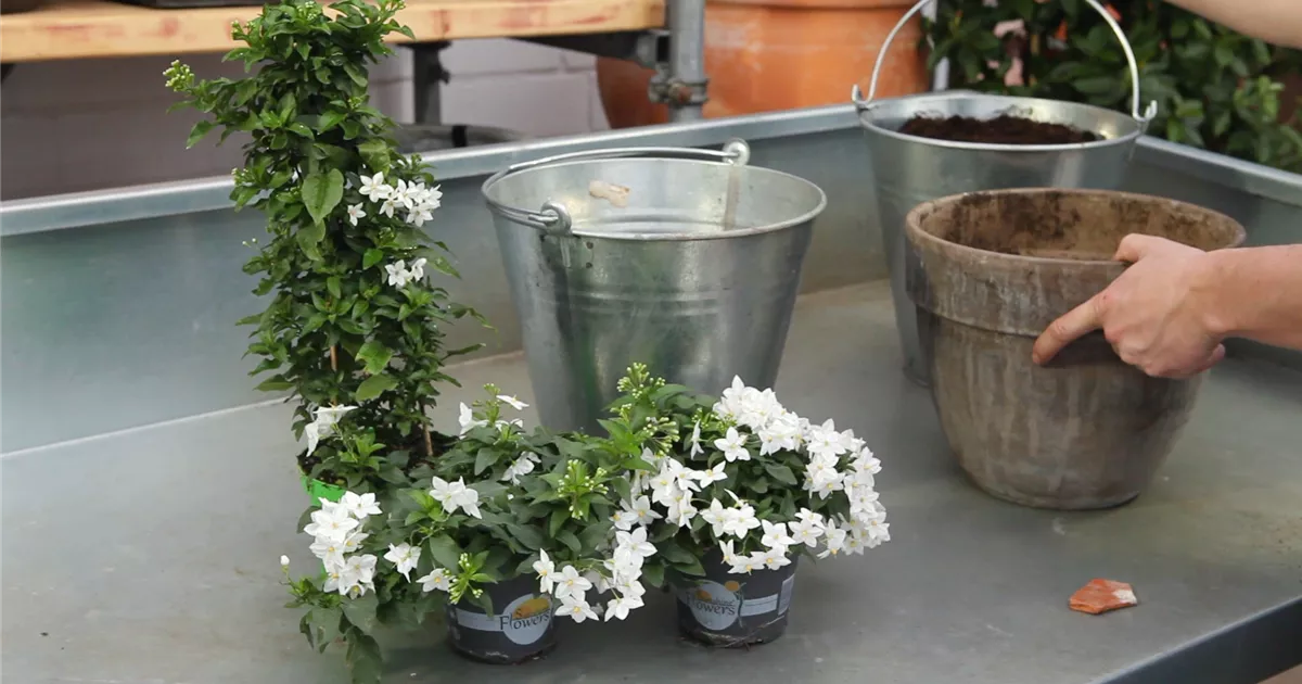  - Sommerjasmin - Einpflanzen in ein Gefäß