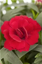 Dianthus caryophyllus 'Oscar'® - Gartennelke 'Oscar'®