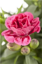 Dianthus caryophyllus 'Oscar'® - Gartennelke 'Oscar'®