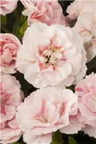 Dianthus caryophyllus 'Teneriffa' - Gartennelke 'Teneriffa'