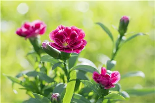 Dianthus caryophyllus 'Oscar'® - Gartennelke 'Oscar'®
