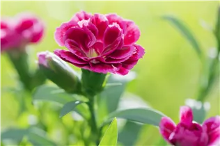 Dianthus caryophyllus 'Oscar'® - Gartennelke 'Oscar'®