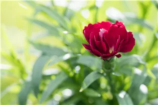 Dianthus caryophyllus 'Oscar'® - Gartennelke 'Oscar'®