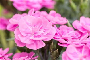Dianthus caryophyllus 'Peman' - Gartennelke 'Peman' Dianthus caryophyllus 'Peman' - Gartennelke 'Peman'
