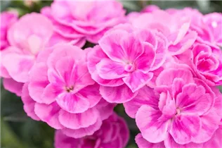 Dianthus caryophyllus 'Peman' - Gartennelke 'Peman' Dianthus caryophyllus 'Peman' - Gartennelke 'Peman'
