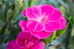 Dianthus caryophyllus 'Peman' - Gartennelke 'Peman' Dianthus caryophyllus 'Peman' - Gartennelke 'Peman'