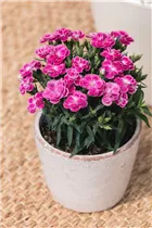 Dianthus caryophyllus 'Peman' - Gartennelke 'Peman' Dianthus caryophyllus 'Peman' - Gartennelke 'Peman'
