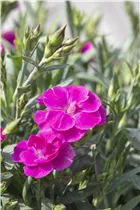 Dianthus caryophyllus 'Peman' - Gartennelke 'Peman' Dianthus caryophyllus 'Peman' - Gartennelke 'Peman'