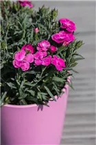 Dianthus caryophyllus 'Peman' - Gartennelke 'Peman' Dianthus caryophyllus 'Peman' - Gartennelke 'Peman'