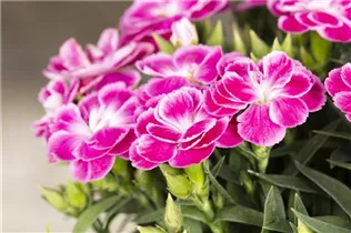 Dianthus caryophyllus 'Peman' - Gartennelke 'Peman' Dianthus caryophyllus 'Peman' - Gartennelke 'Peman'
