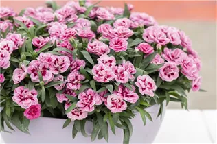 Dianthus caryophyllus 'Sprint Macy' - Gartennelke 'Sprint Macy'