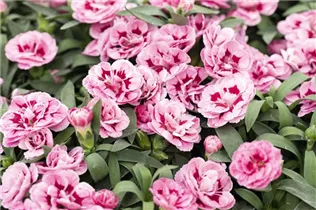 Dianthus caryophyllus 'Sprint Macy' - Gartennelke 'Sprint Macy'