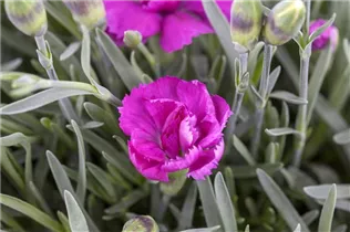 Dianthus caryophyllus 'Violett Wonder' - Gartennelke 'Violett Wonder'