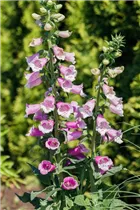 Digitalis purpurea 'Knee Hi Mischung' - Garten-Fingerhut 'Knee Hi Mischung' Digitalis purpurea 'Knee Hi Mischung' - Garten-Fingerhut 'Knee Hi Mischung'