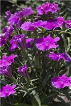 Dianthus chinensis 'Diana' - Nelke 'Diana'