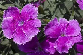 Dianthus chinensis 'Diana' - Nelke 'Diana'