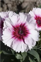 Dianthus chinensis 'Diana' - Nelke 'Diana'