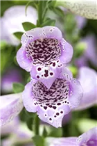 Digitalis purpurea 'Lavender Carousel' - Garten-Fingerhut
