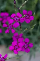 Dianthus deltoides - Heide-Nelke