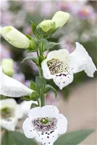 Digitalis purpurea 'White Carousel' - Garten-Fingerhut