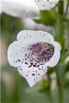 Digitalis purpurea 'White Carousel' - Garten-Fingerhut