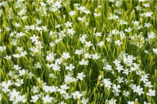 Dianthus deltoides 'Albus' - Garten-Heide-Nelke 'Albus'