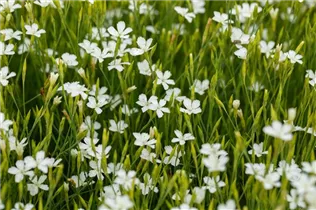 Dianthus deltoides 'Albus' - Garten-Heide-Nelke 'Albus'