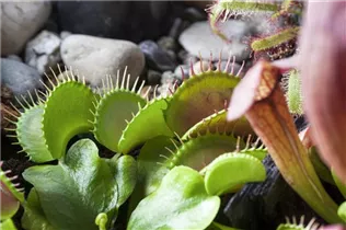 Dionaea muscipula - Venusfliegenfalle Dionaea muscipula - Venusfliegenfalle