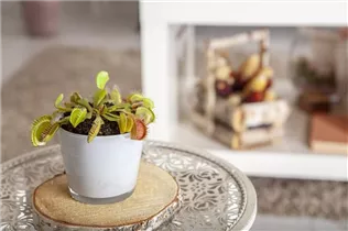 Dionaea muscipula - Venusfliegenfalle Dionaea muscipula - Venusfliegenfalle