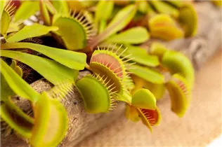 Dionaea muscipula - Venusfliegenfalle Dionaea muscipula - Venusfliegenfalle