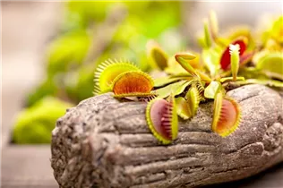 Dionaea muscipula - Venusfliegenfalle Dionaea muscipula - Venusfliegenfalle