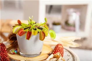 Dionaea muscipula - Venusfliegenfalle Dionaea muscipula - Venusfliegenfalle