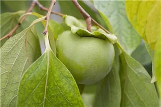 Diospyros kaki - Kaki