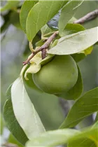 Diospyros kaki - Kaki