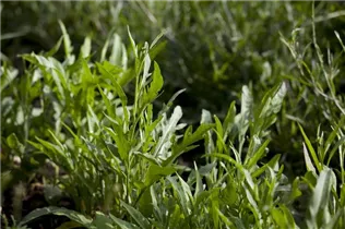 Diplotaxis tenuifolia - Wilde Rauke Diplotaxis tenuifolia - Wilde Rauke
