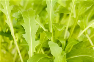 Diplotaxis tenuifolia - Wilde Rauke Diplotaxis tenuifolia - Wilde Rauke